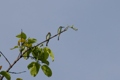 Merops viridis