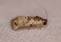 Oriodryas olbophora