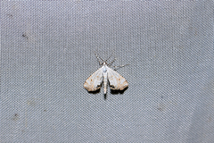 Cataclysta lemnata