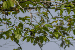 Merops viridis