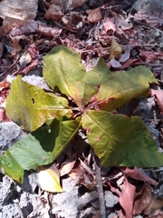 Brachylaena stellulifera