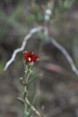 Delosperma neethlingiae