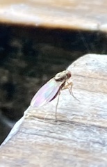 Brachycera