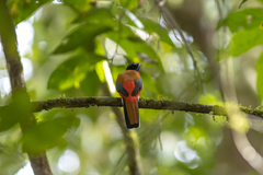 Harpactes duvaucelii