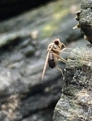 Brachycera
