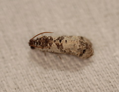 Oriodryas olbophora