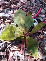 Brachylaena stellulifera