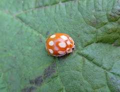 Calvia decemguttata