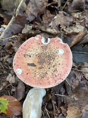Russula sanguinea