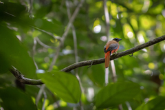 Harpactes duvaucelii