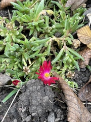 Delosperma cooperi