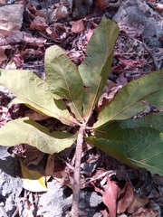 Brachylaena stellulifera
