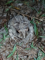 Platyplectrum ornatum