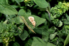 Cynaeda dentalis
