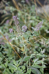 Mentha longifolia