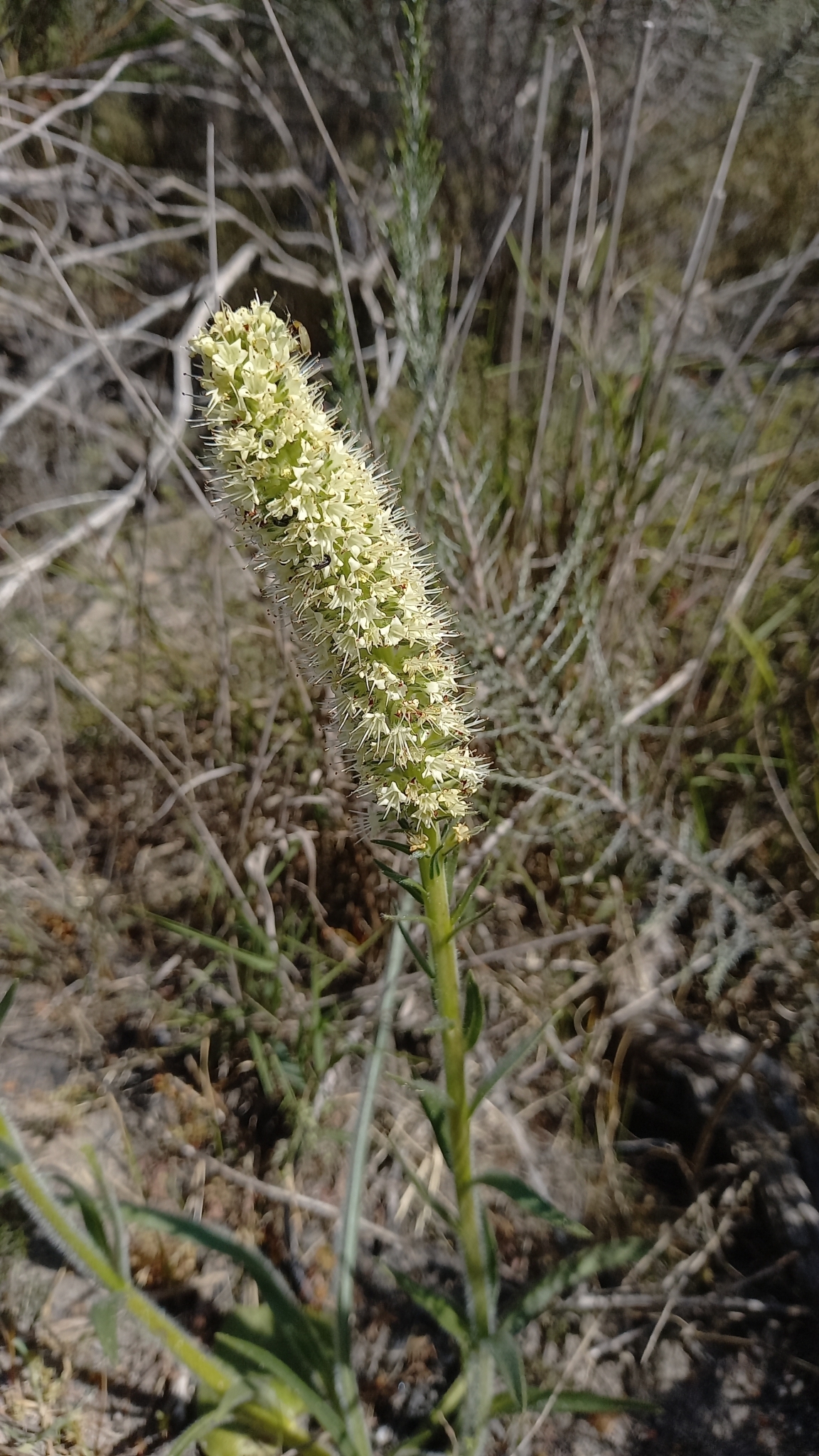 Echiostachys Levyns