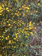 Acacia trineura