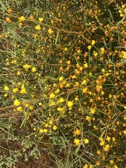 Acacia trineura