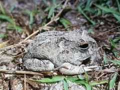 Platyplectrum ornatum