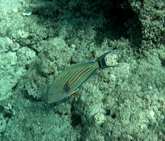 Acanthurus lineatus