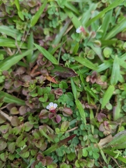 Torenia polygonoides