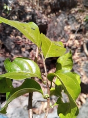 Dichapetalum
