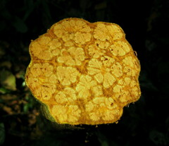 Calycobolus heudelotii