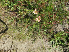 Moraea flaccida