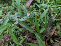 Torenia polygonoides