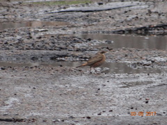 Turdus naumanni