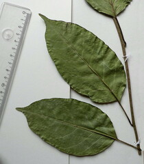 Calycobolus heudelotii