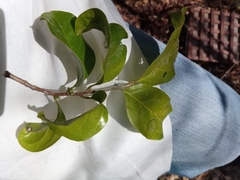 Dichapetalum