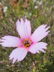 Monsonia speciosa