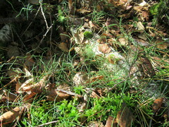 Equisetum scirpoides