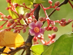 Averrhoa carambola