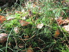 Equisetum scirpoides