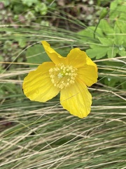 Papaver cambricum