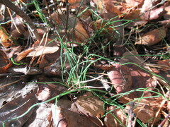 Equisetum scirpoides