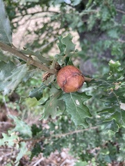 Andricus quercustozae