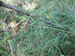 Equisetum pratense