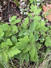 Papaver cambricum