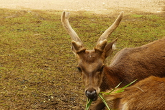 Rusa timorensis
