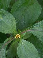 Synedrella nodiflora