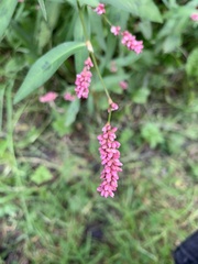 Persicaria minor