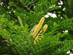 Adenanthera microsperma