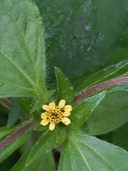 Synedrella nodiflora