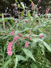 Persicaria minor