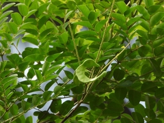 Adenanthera microsperma