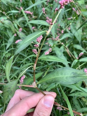 Persicaria minor