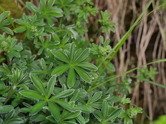 Alchemilla alpigena
